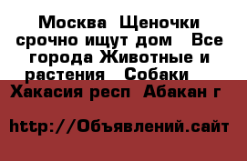 Москва! Щеночки срочно ищут дом - Все города Животные и растения » Собаки   . Хакасия респ.,Абакан г.